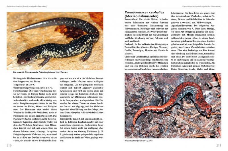 Preview: Molche und Salamander – halten und züchten